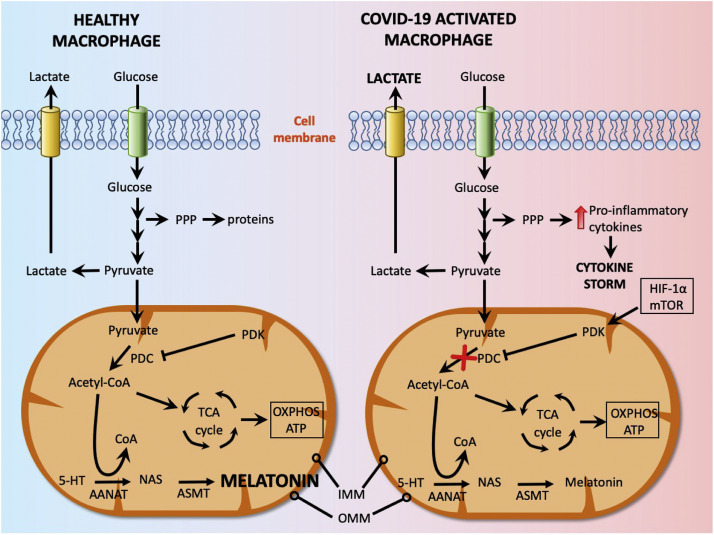 Wytwarzanie endogennej melatoniny podczas COVID-19: mechanizm działania